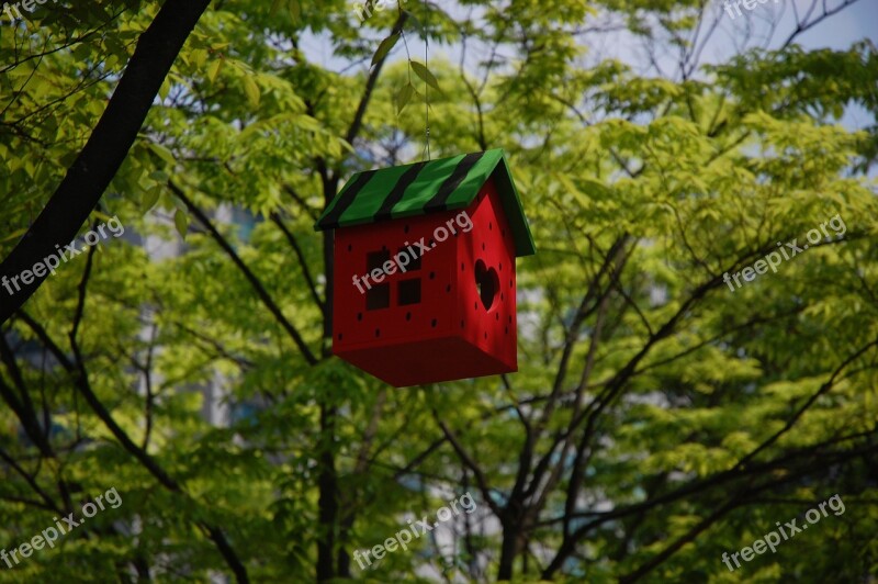 Tree Niche Spring South Korea Korea