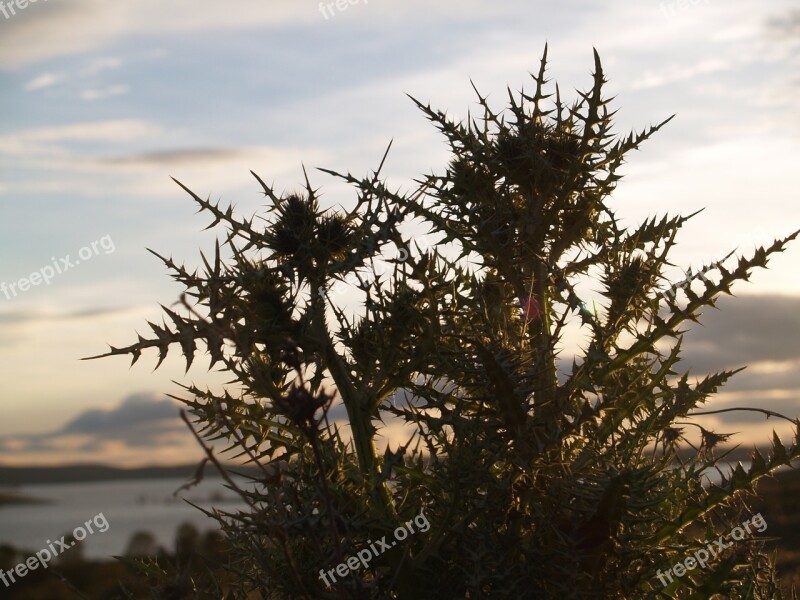 Landscape Marsh Twilight Free Photos