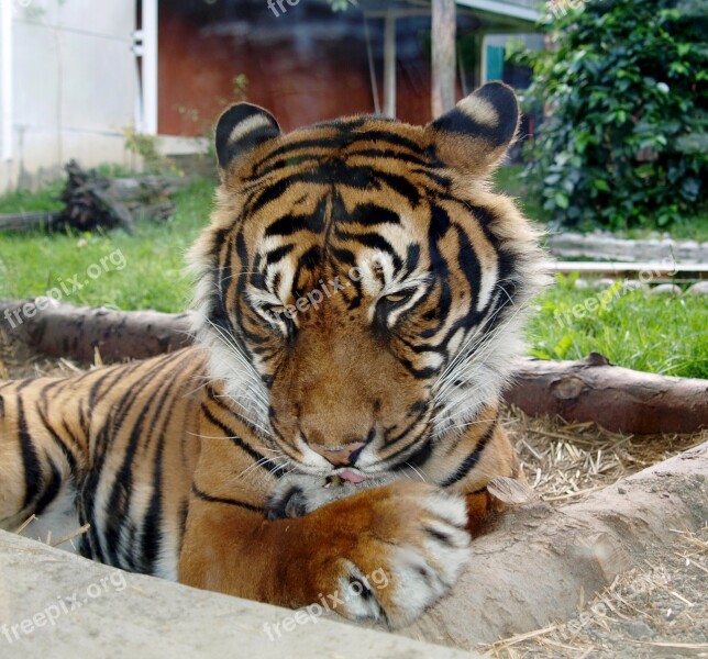 Tiger Feline Predators Happy Washing