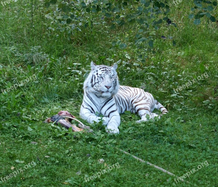 Tiger White Tiger White Cat Feline