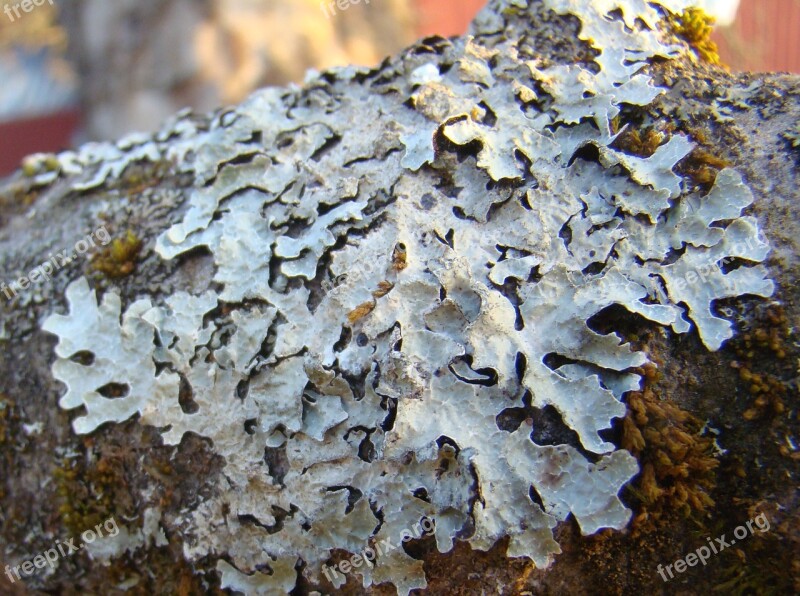 Lav Färglav Plant Mushroom Parmelia Saxatilis