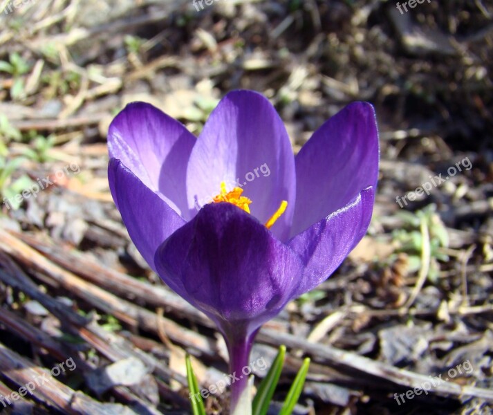 Flower Crocus Spring Garden Purple