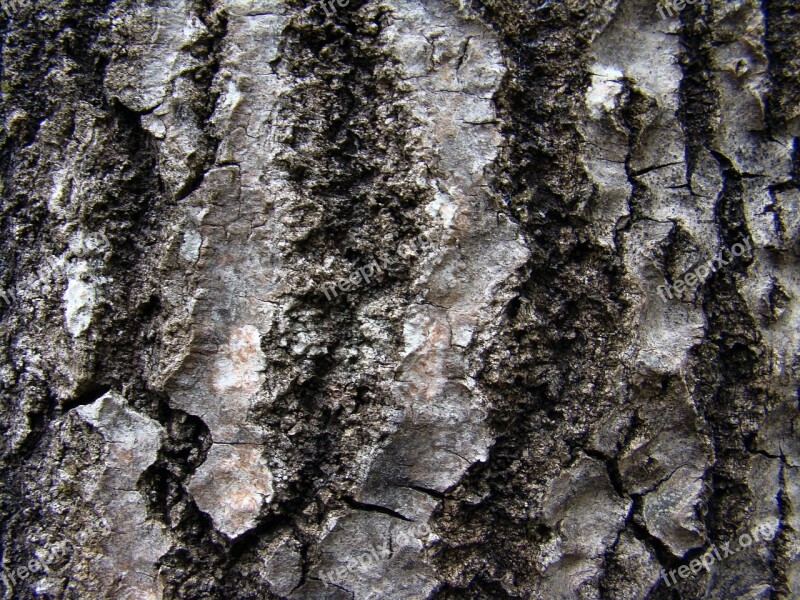 Tree Rough Birch Texture Birch Bark