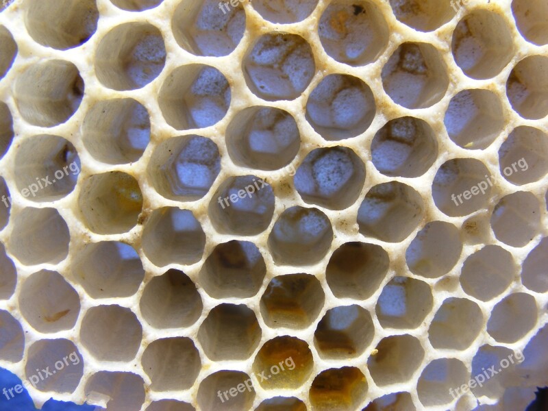 Bees Diaper Honey Wasps Cells