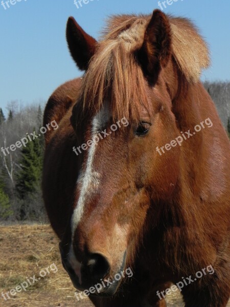 Horse Farm Animal Ranch Domestic