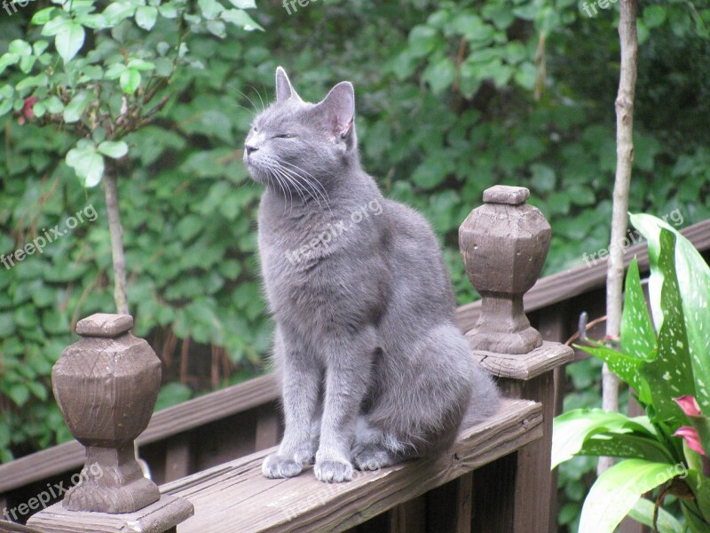 Cat Animal Russian Blue Cat Gray Cat Free Photos