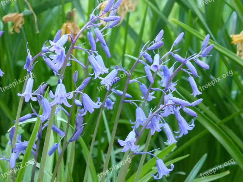 Bluebells Woods Spring Forest Nature