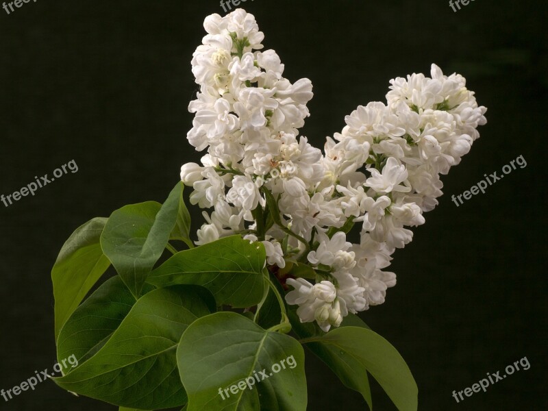 Lilac Blossom Bloom Macro Ornamental Shrub