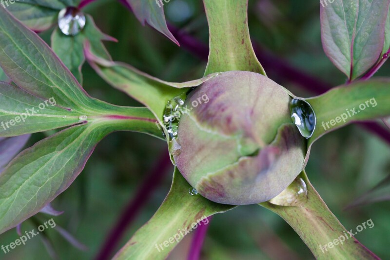 Peony Bud Nature Flora Spring