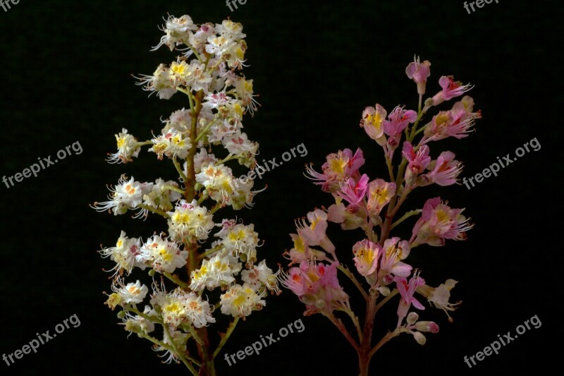 Chestnut Blossom Bloom White Red