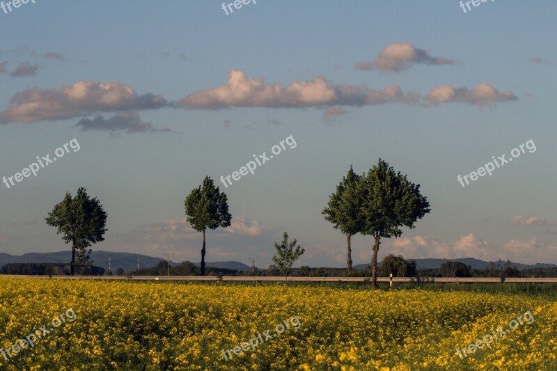 Field Of Rapeseeds Landscape Clouds Sky Trees