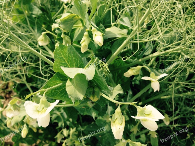 Peas Flower Green Blossom Bloom