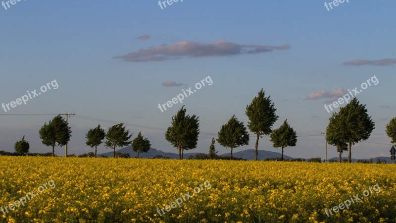 Field Of Rapeseeds Landscape Clouds Sky Trees