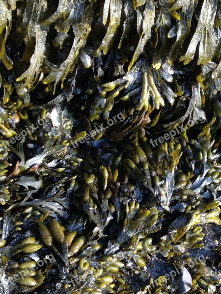 Seaweed Aquatic Plants Sea Close Up Slimy