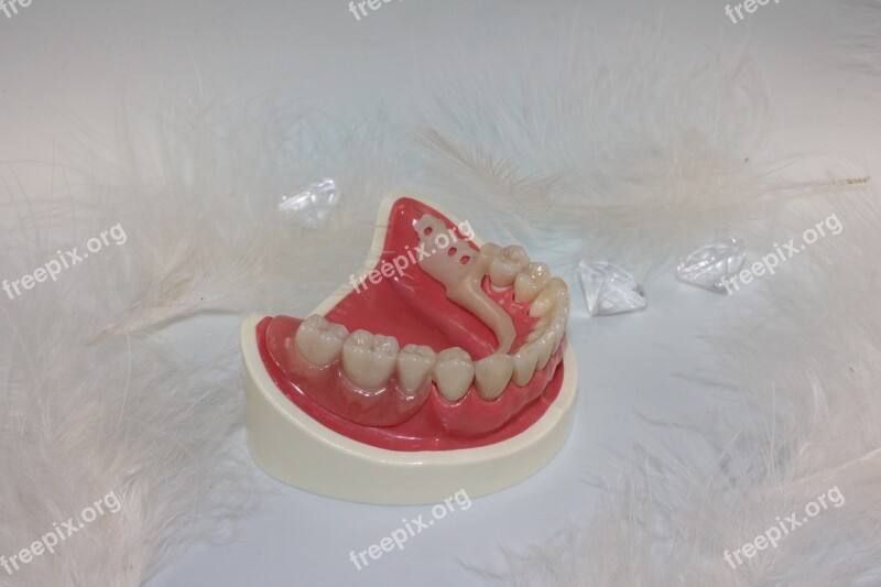 Tooth Replacement Tooth Dental Technician Free Photos