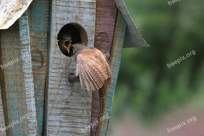 Wren Birdhouse Wildlife Perched Feather