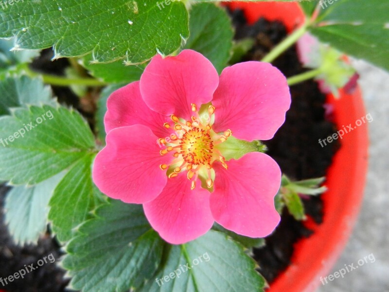 Strawberry Flower Strawberry Flower Plant Free Photos