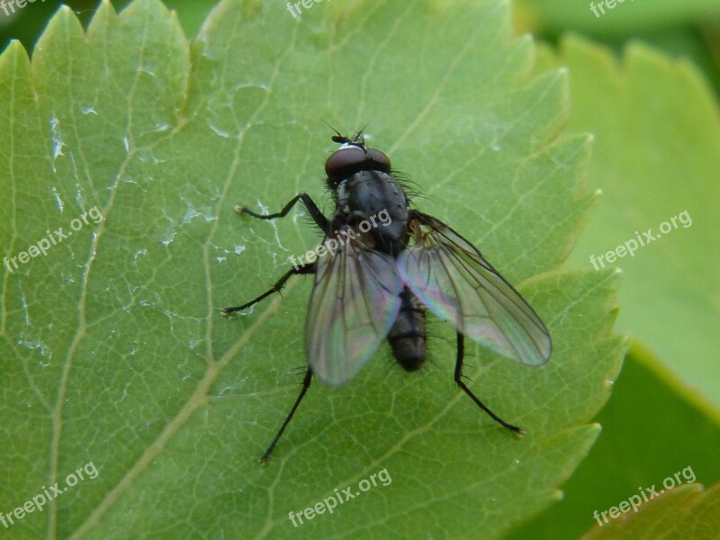 Fly Leaf Close Up Insect Green