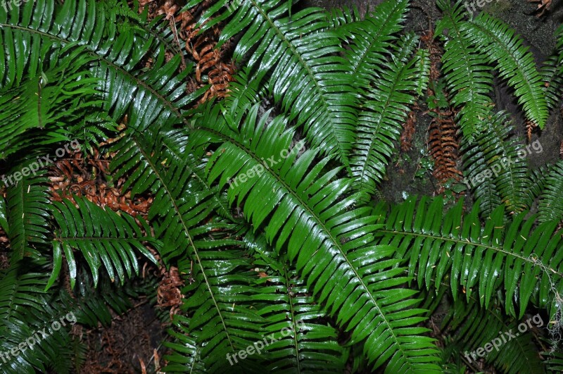 Ferns Rainforest Flora Free Photos