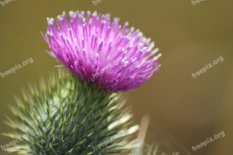 Thistle Bloom Flower Wild Natural