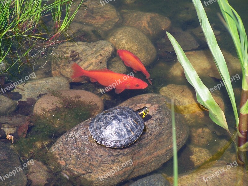 Turtle Goldfish Biotope Waters Amphibian