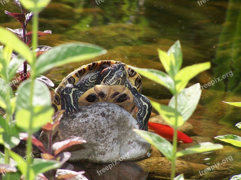 Turtle Nature Water Amphibian Creature