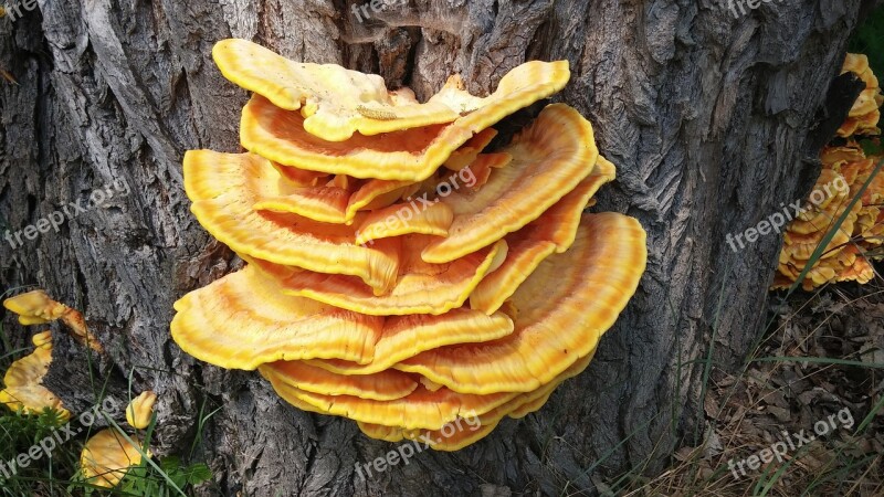 Baumschwamm Reishi Meaner Sulphur Ovinus Parasite Mushroom