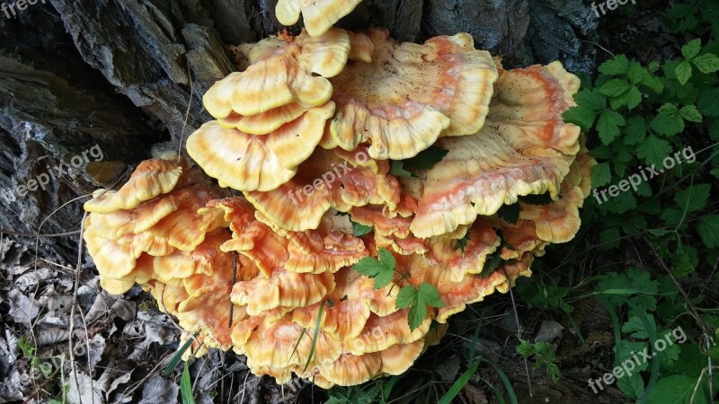 Baumschwamm Reishi Meaner Sulphur Ovinus Parasite Mushroom