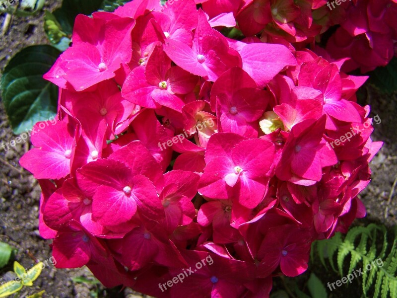 Pink Hydrangea Flower Garden Spring Flower Free Photos