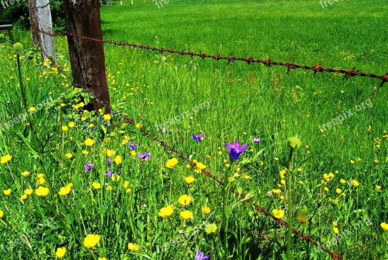 Meadow Flowers Rusted Barbed Wire Nature Free Photos