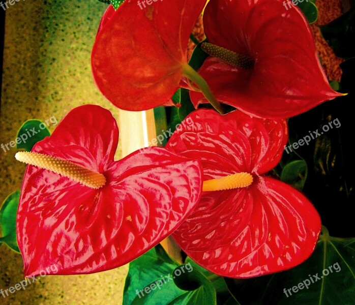 Flamingo Flower Red Flower House Plant Free Photos