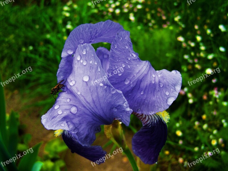 Fleur-de-lis Raindrops Bluish-violet Flower Spring Free Photos