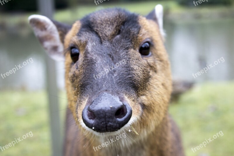 Expensive Zoo Water Pig Sweet Free Photos