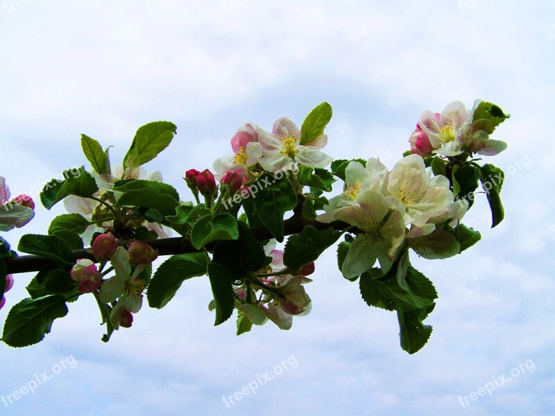 Blooming Apple Tree White-pink Flower Spring Free Photos