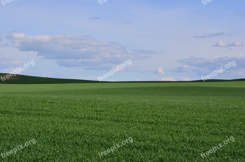 Green Meadow Grass Summer Arable Land Green Grass