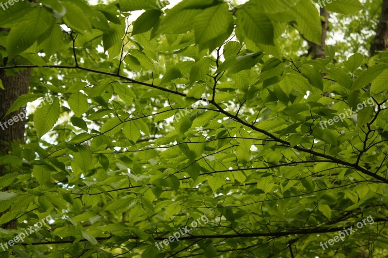 Green Tree Leaves Leaf Nature