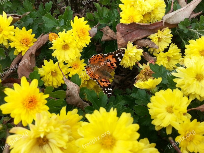 Chrysanthemum Flower Spring Flowers Butterfly Free Photos