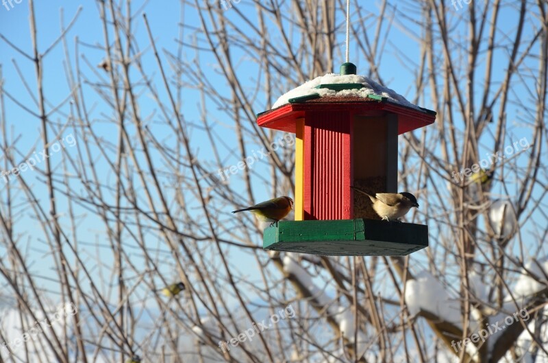 Tit Bird Feeding Bird Feeders Aviary Winter