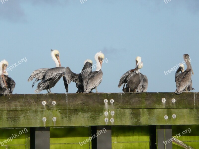 Pelicans Bird Clean Plumage Free Photos