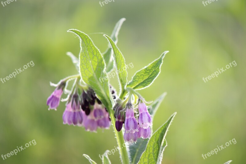 Comfrey Fukushima Roadside Flowers Free Photos