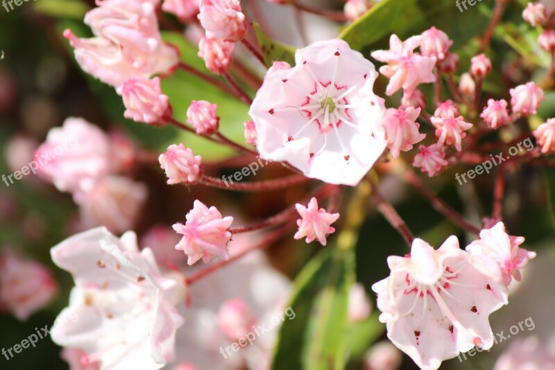 Kalmia Fukushima Azuma Sports Park Rhododendron May