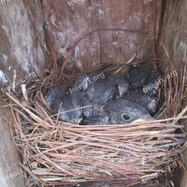 Bluebird Fledgeling Nestling Blue Bird