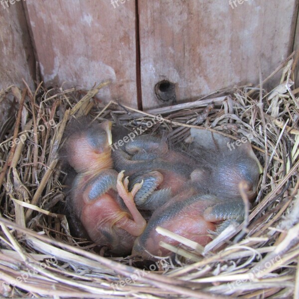 Bird Bluebird Nest Nature Songbird