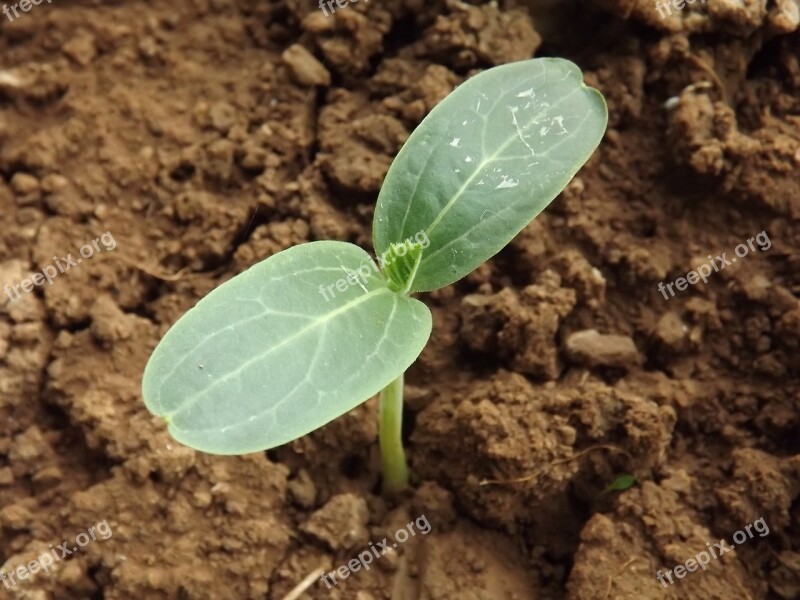 Bottle Gourd Plant Green Clay Free Photos