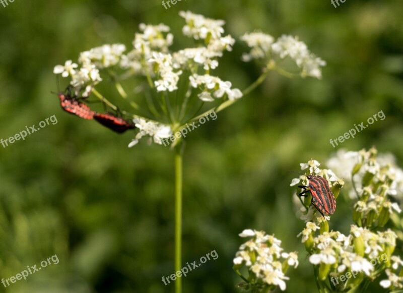 Bug Pairing Voyeurism Spring Strip Bug