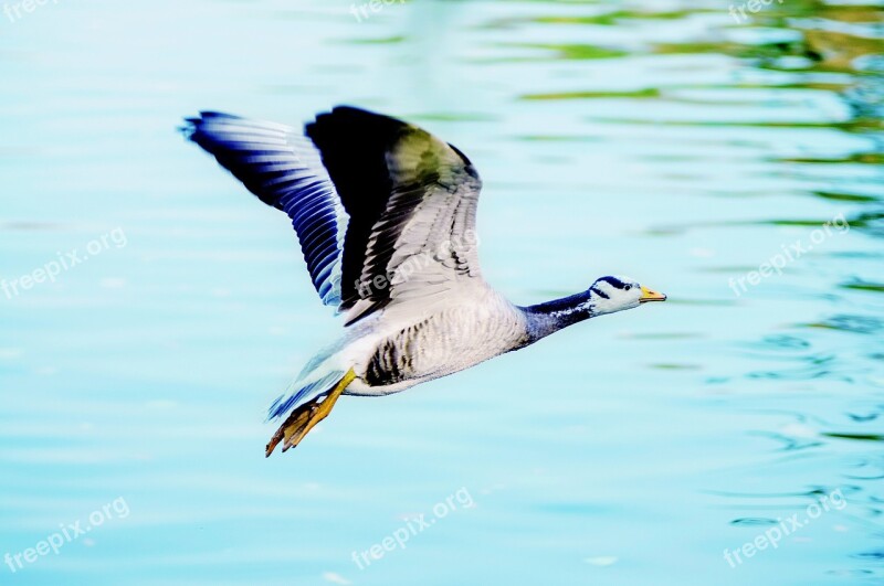 Big Wild Goose Pagoda Animal Park Free Photos