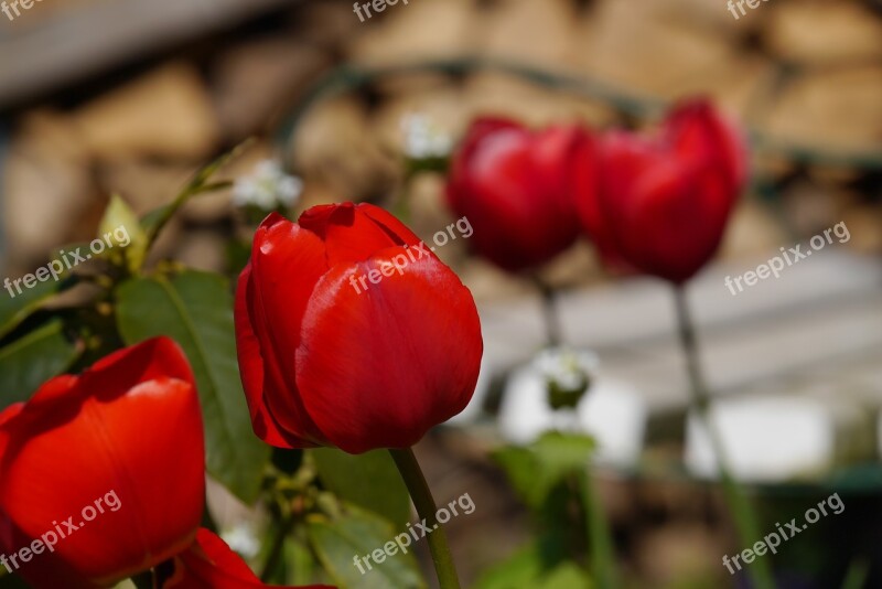 Garden Flower Tulip Plant Summer