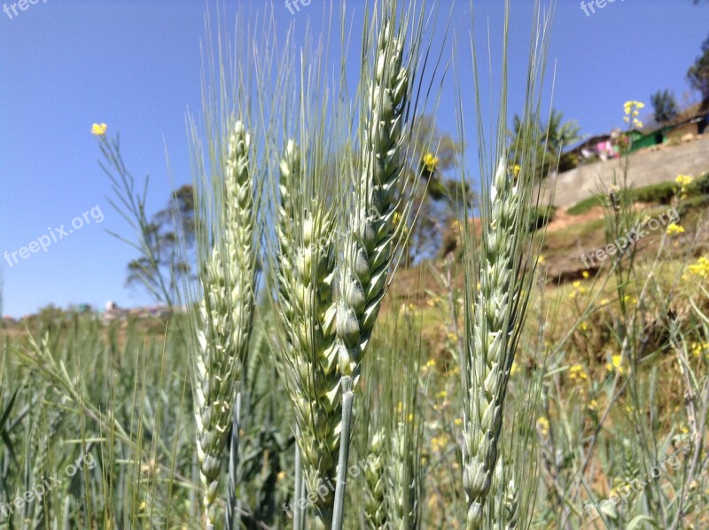 Wheat Plant Kerala Free Photos