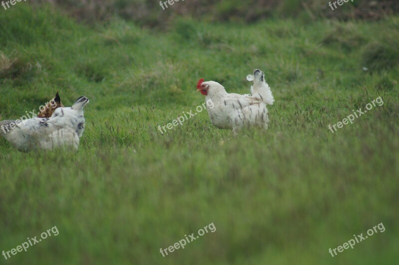 Hen Field Farm Free Photos