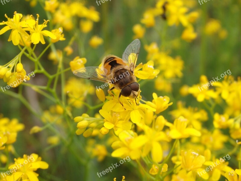 Fly Tenax Eristalis Insect Animal